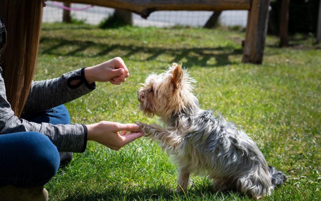 Hello to a Dog