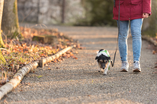 Dog Walk