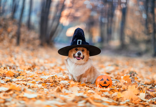 Dog Doing On Halloween