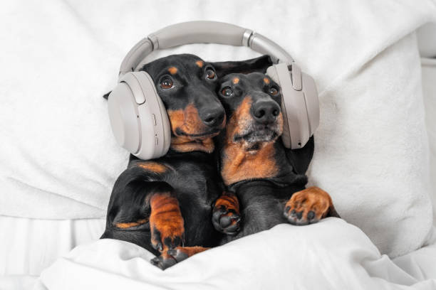 Top store dog songs