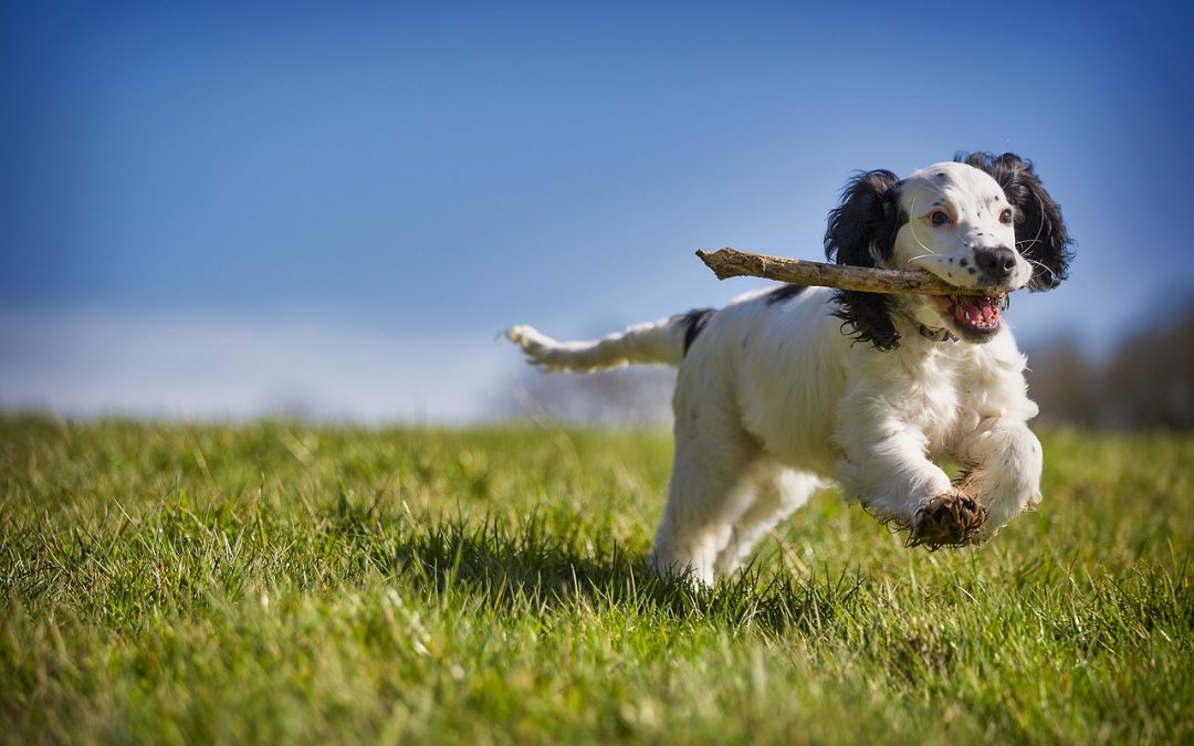 Dog Suffering With Hayfever