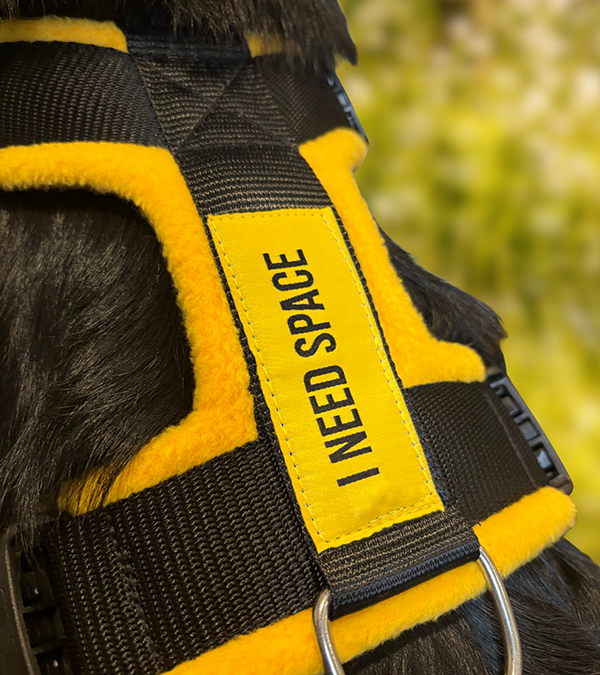 Yellow Dog and PerfectFit Introduce a Harness Designed For Dogs That Need Space