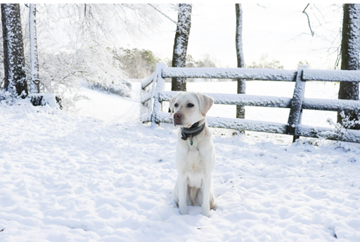 Can You Walk Dogs in the Snow? What Pet Owners Need to Know