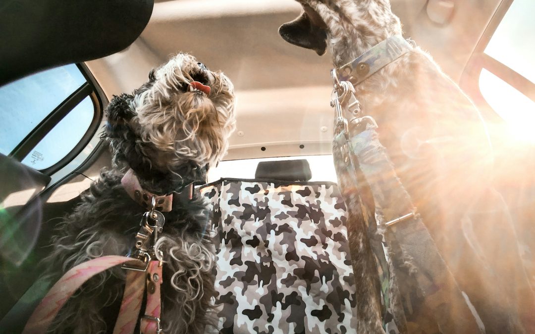 Travelling with a Yellow Dog: How to Keep Your Pet Safe in the Car