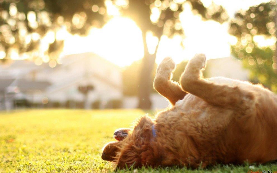 From Drought to Downpours: Why Changing Weather Matters for Dogs